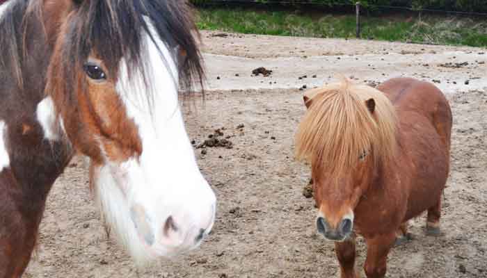 Aan het liegen Integreren Kluisje Paard Karakter Soorten Advies en Informatie - Alles over Paard en Ruiter